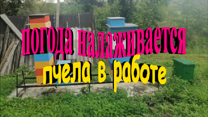 Погода налаживается. Пчела в работе смотреть онлайн