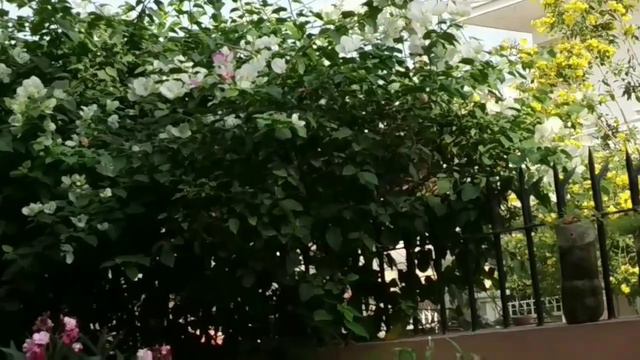 Bougainvillea 👉 Growing and Caring Method // Best evergreen flowering plants смотреть онлайн