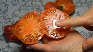 Томат Новый большой гном. Тест спелых плодов.