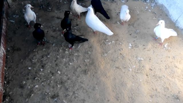 Голуби бойные. Черное-белое смотреть онлайн