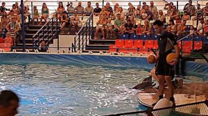 Дельфины. Дельфины в бассейне шоу