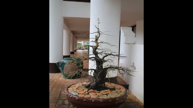 Photo bonsai made как сделать бонсай бонсаи япония смотреть онлайн
