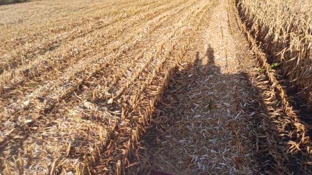 30.09.2021 Начало уборки кукурузы 2021 смотреть онлайн