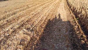 30.09.2021 Начало уборки кукурузы 2021