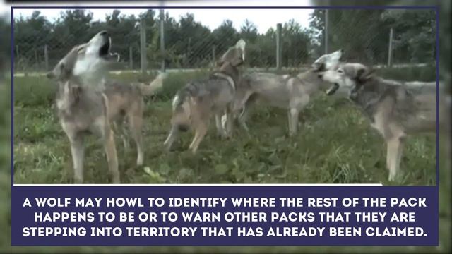 Why Wolves Howl and Use Other Unusual Forms of Communication? смотреть онлайн