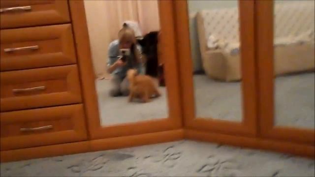 моя собачонка смотреть онлайн