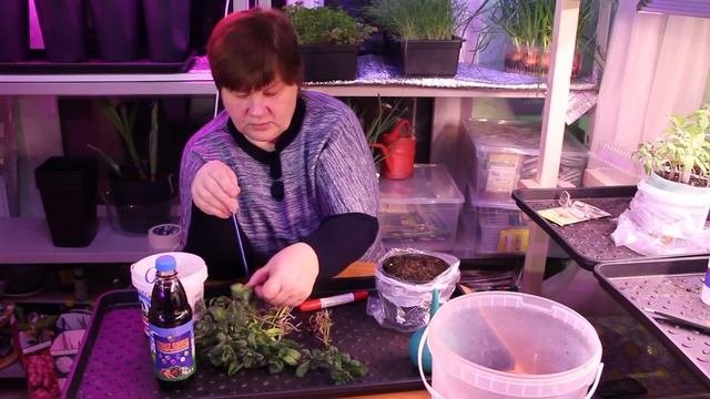 Гарантированный Результат. Легкий Способ Выращивания Мяты.