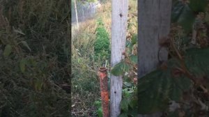 Малина полька. Октябрь. Ставропольский край