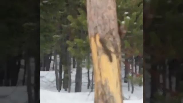Поймать еду . #Куница в погоне за #Белкой #Shorts #marten #squirrel смотреть онлайн