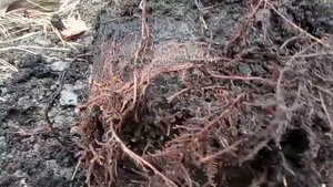 Ель колючая, ГЛАУКА  ГЛОБОЗА! Осенняя посадка!