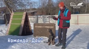 Как научить собаку отдавать игрушки и различные предметы. Команда на отпуск "Дай".