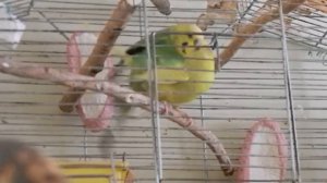 Спаривание волнистых попугайчиков