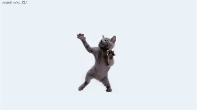 Танцующий кот