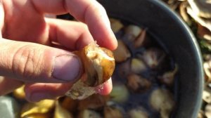 Замачивание чеснока Рокамболь перед посадкой.