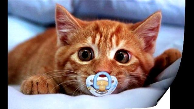 Фотографии рыжих кошек и котиков смотреть онлайн