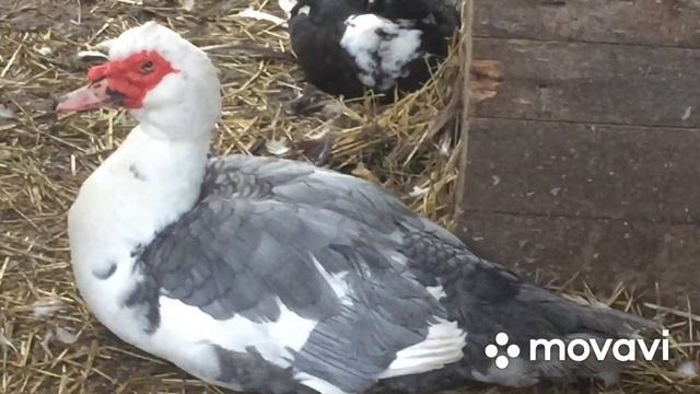 Все у уток хорошо, им тепло, они живут в тепличке/Осеннее содержание поздних утят смотреть онлайн