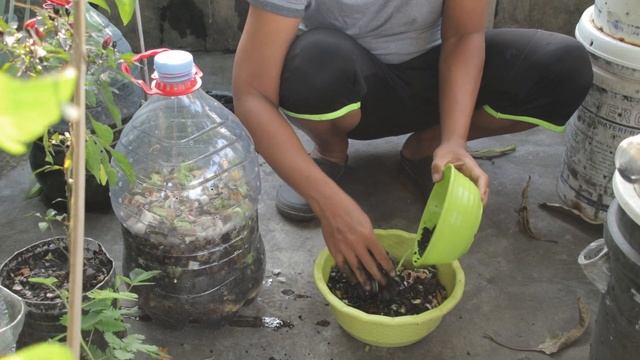 How to compost food waste at home in plastic bottle, no foul odor, no maggot, and ready in 1 month смотреть онлайн