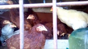 Породы кур. Несушки.  Бресс Гальские,   Браун Ник