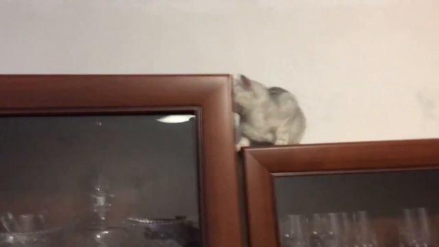 Мила и Бусинка смотреть онлайн