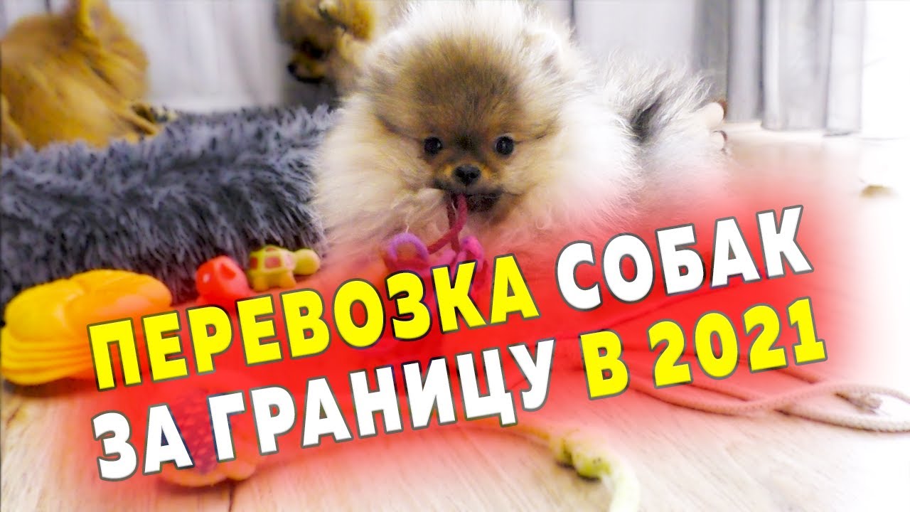 Смотреть видео онлайн