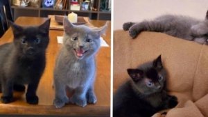 Kittens Found Outside Together Have Their Dream Come True