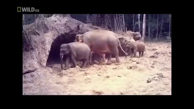 Животные мира Контраст природы Жизнь в раю Времена года Знак внимания Символ мудрости Таиланд