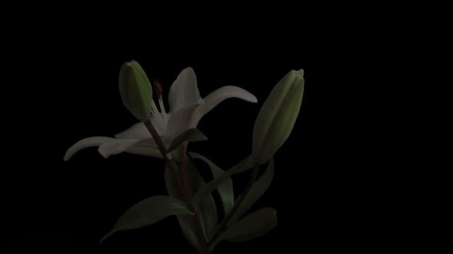 White Lilies Timelapse - Free Stock Video Footage смотреть онлайн