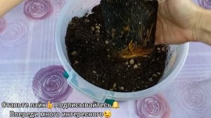 Сингониум ТРИ КОРОЛЯ растит корни куда хочет?Формирование?Пересадка?Состав грунта?Размножение?Полив