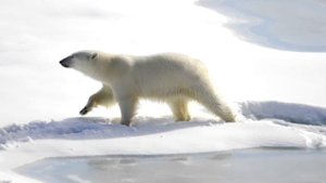 Белые медведи. Всё о них.