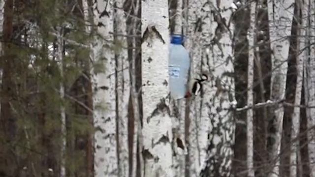 Птичка... смотреть онлайн