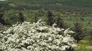 Пышный куст боярышника