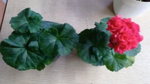 Kenny's Double. обзор махровой пеларгонии.