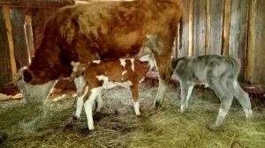 Фермеры не переставали кричать, когда увидели, кого родила эта корова!