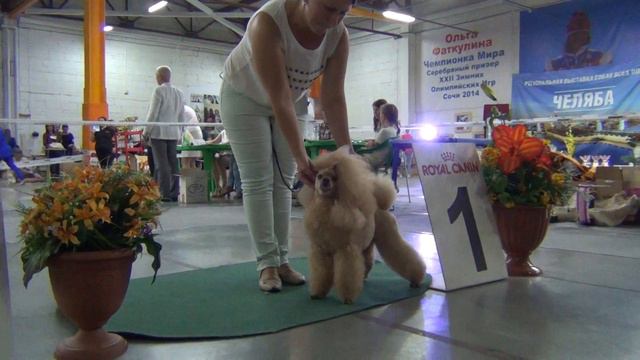 00059 Моно пуделей Челябинск 03.09.2017. Лучший кобель смотреть онлайн