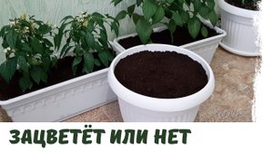 Гладиолус в кашпо 2021. Часть 1