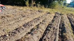 Картофельное ассорти. Дакопки. МТЗ 112н01. кфт2- 01. #мтз #минитрактор  #миник #картофель