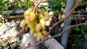 Виноград Памяти Смольникова