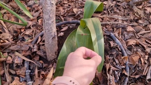 садовые гиппеаструмы местной селекции, -4 пережили спокойно смотреть онлайн