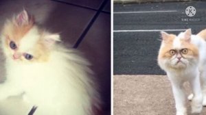 Дядя принёс домой персидского котёнка. Но спустя полгода питомец кардинально изменился, невероятно