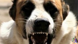 Алабай защищал семью -  поймал и укусил подростка-воришку. Кто виноват?