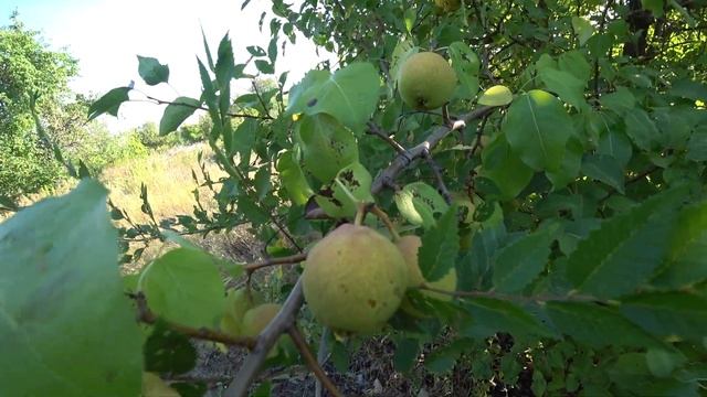 Плоды груши спрятались за листьями дерева летом 2021 года смотреть онлайн
