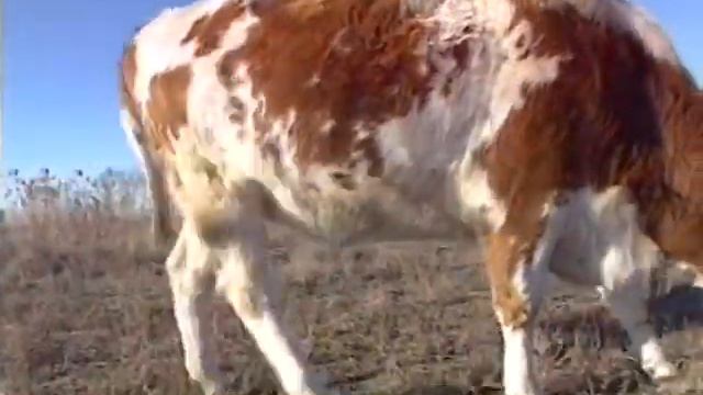 Ролики Шабунину "Как подойти к корове" смотреть онлайн