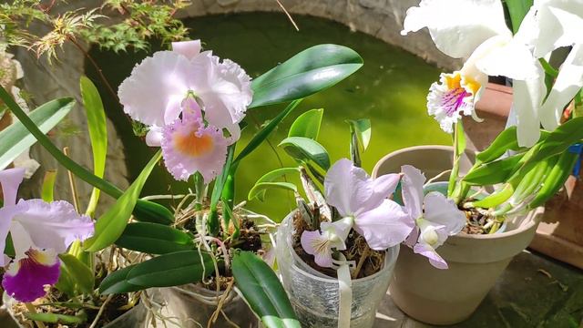 blooming cattleyas #mossiae #mendelli #nobilior #schroederi Цвітіння катлей Ukraine смотреть онлайн