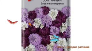 Иберис зонтичный Зонтичный Ежевичные меренги ? обзор: как сажать, семена ибериса