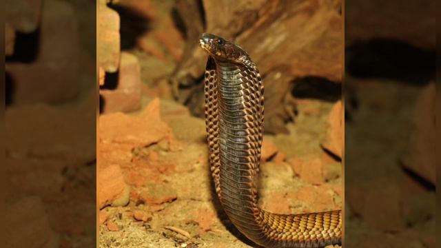 allaalla9750 Животные Индии Этот удивительный мир