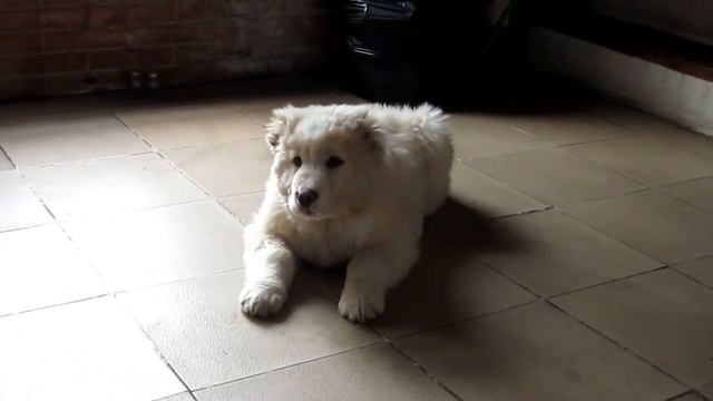 Алабай щенок Бубо (2.5 месяца) смотреть онлайн