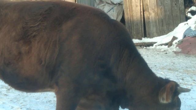 Джерсейская Мечта на СВОБОДЕ??? смотреть онлайн