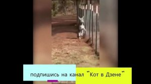 Смешные животные (часть 2)
