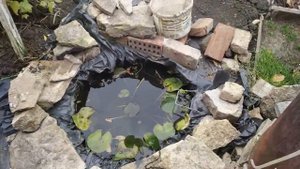 Зимовка Нимфей 2020г