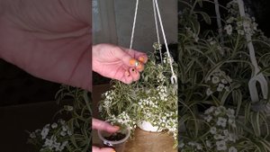 Черенкование вегетативного  вариегатного алиссума.
